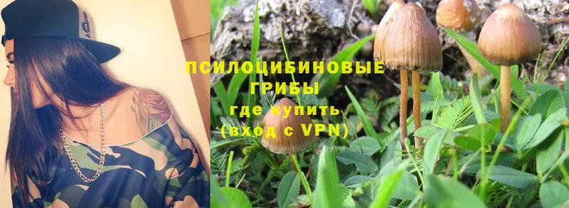 Псилоцибиновые грибы Magic Shrooms  Рубцовск 